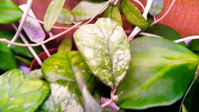 Хойи с приходом весны)) ??☘️? #хойи #обзорхой #цветы смотреть онлайн