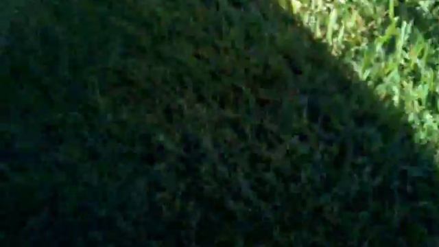 Wild Edibles - Wild Onions In The Crock Pot For Dinner