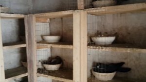 Как сделаны гнезда и сидало для голубей.