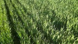 Обзор №4  Озимая пшеница посеянная весной