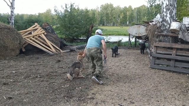 Притравка лайки на кабана через Ж...пу. Амга, ЗСЛ, 8 мес. смотреть онлайн