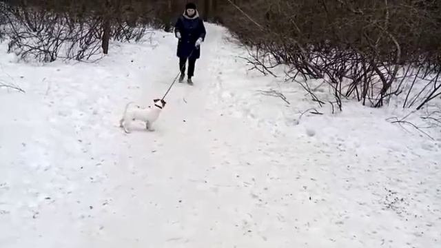 Маленький ХАН 2года и БЕРН с ЛАЙМОЙ. Бернский Зенненхунд смотреть онлайн