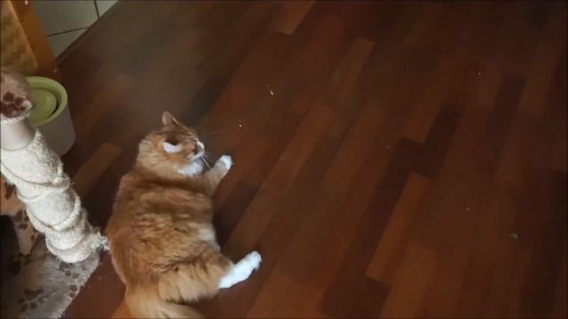 Забавная возня кошки и собаки