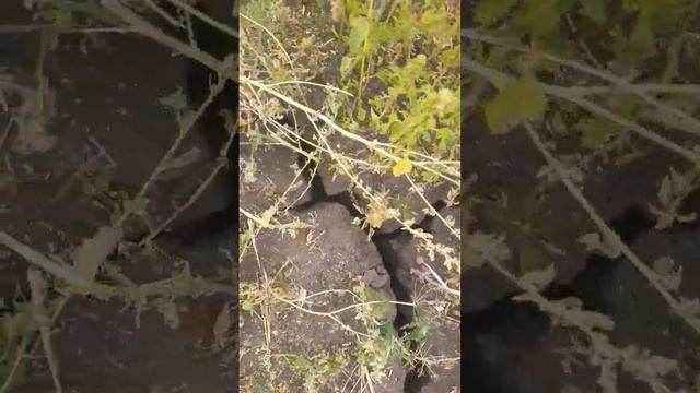 Катастрофическая засуха в Саратовской области,Романовского района. смотреть онлайн