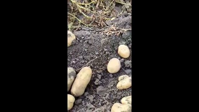 Картофи АГАТА 2022 /Potato AGATA Картофель /, отгледани в Добруджа района на град Добрич смотреть онлайн