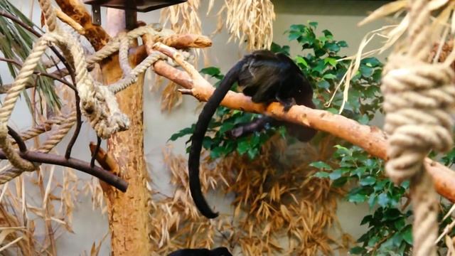 Black Tamarin Monkey in Stuttgart Zoo смотреть онлайн