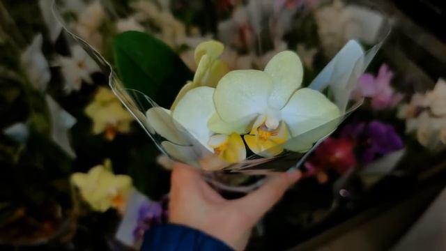 Леруа:ЧУДЕСНЫЙ завоз ОРХИДЕЙ!"Фантом",05.12.20,ТЦ"Космопорт",Самара. смотреть онлайн