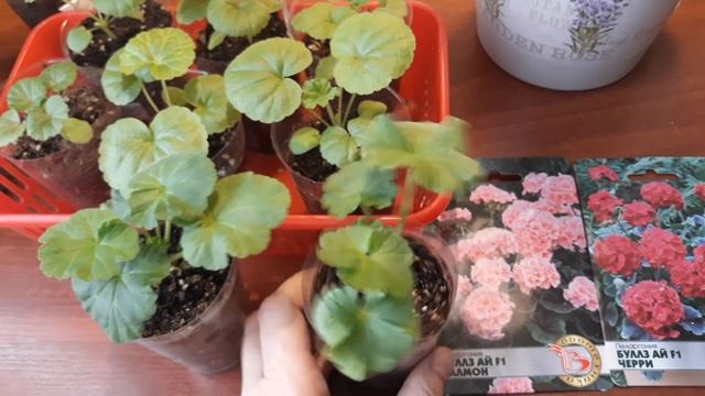 ОБЗОР МОИХ ПЕЛАРГОНИЙ ИЗ СЕМЯН И ЧЕРЕНКОВ смотреть онлайн