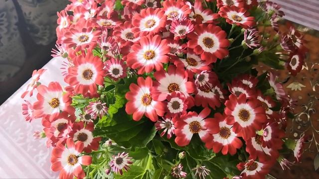 Цинерария комнатная смотреть онлайн