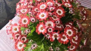 Цинерария комнатная