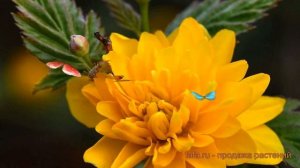 Керрия японская Пленифлора (pleniflora) ? обзор: как сажать, саженцы керрии Пленифлора