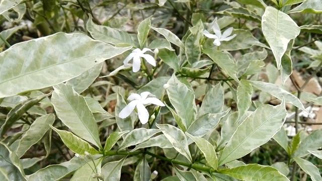 Tabernaemontana pandacaqui смотреть онлайн