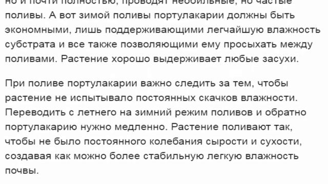 Портулакария африканская суккулент, бонсай и большая редкость смотреть онлайн