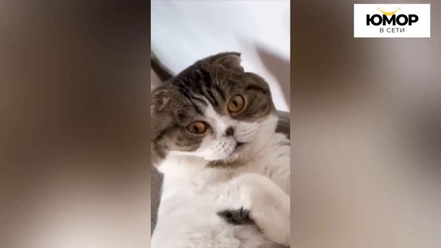 ПОПРОБУЙ НЕ ЗАСМЕЯТЬСЯ #19, 99.9% ПРОИГРАЮТ / ПОДБОРКА ПРИКОЛОВ / СМЕШНЫЕ ВИДЕО 2024 смотреть онлайн