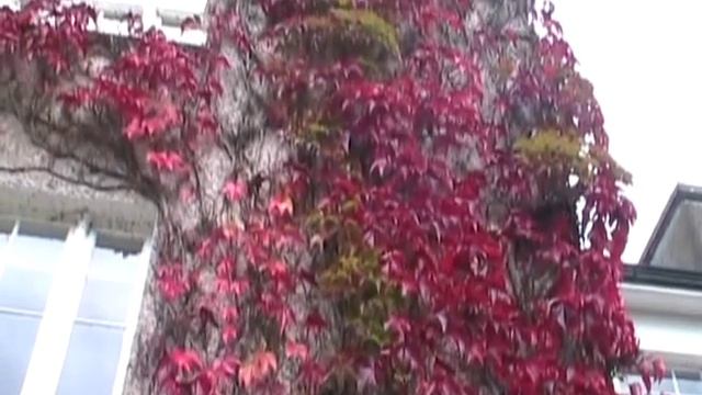 Parthenocissus tricuspidata Boston Ivy.wmv смотреть онлайн