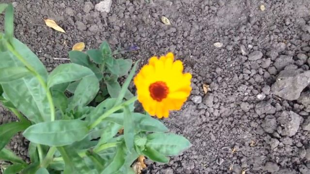 ПЕРВАЯ МАЛИНА, ЦВЕТЫ ЛЕТНИЕ ЗАЦВЕЛИ смотреть онлайн