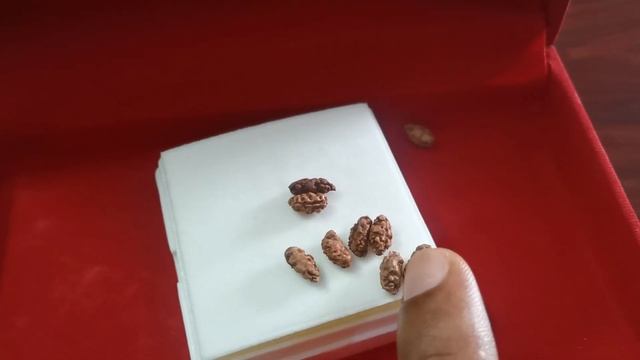 Java one Face Java 1 Mukhi Indonesian Rudraksha wholesaler |1 Mukhi indonesian | #Javaone Mukhi смотреть онлайн