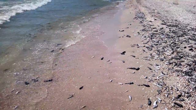 Мор рыбы на Азовском море, 2012 смотреть онлайн