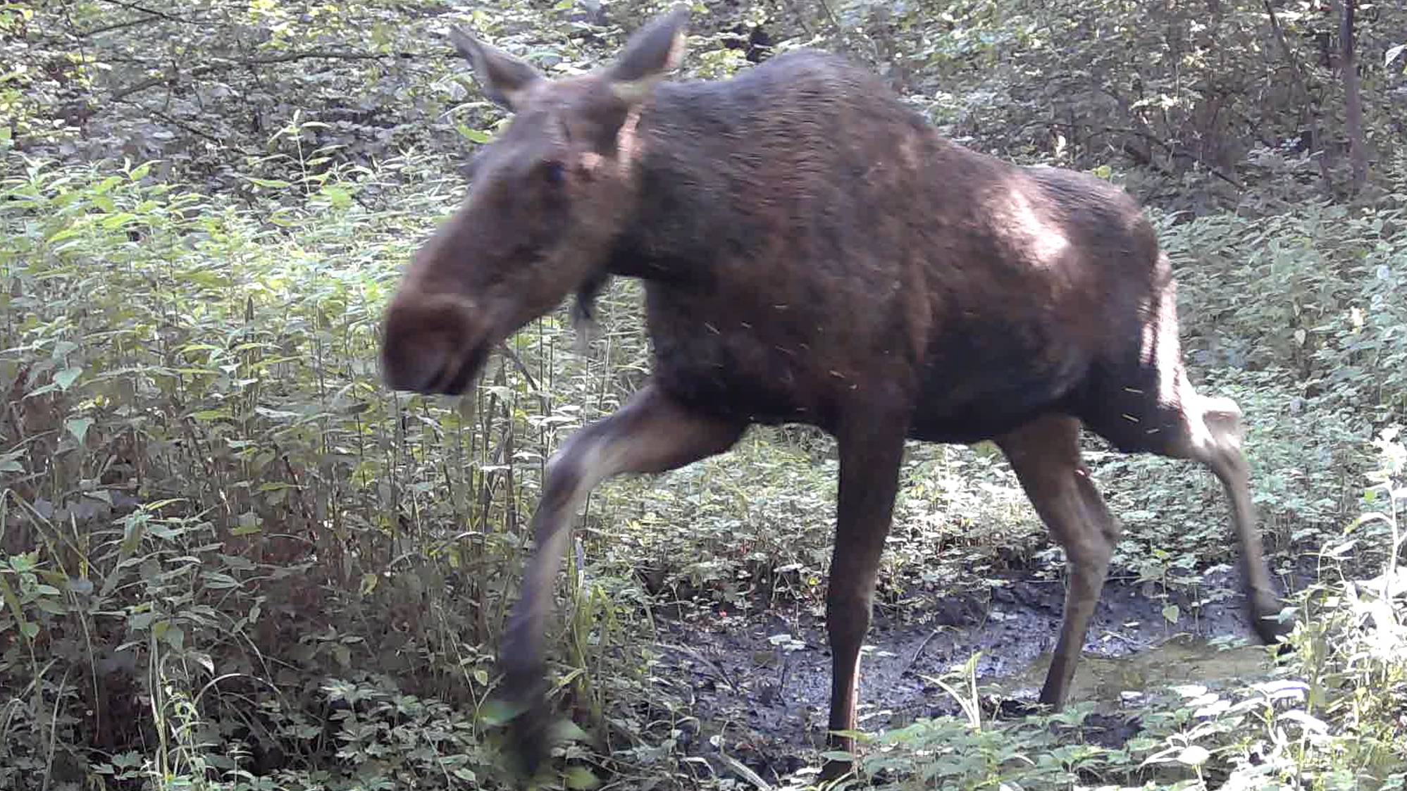 Лоси смотреть онлайн