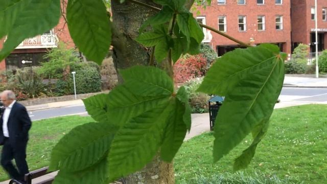 Red Horse Chestnut (Aesculus x carnea) - leaves - April 2018 смотреть онлайн