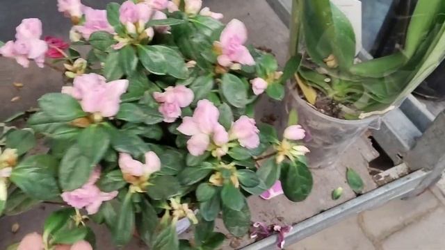 ?Оби⚘Уценка Цветов? смотреть онлайн