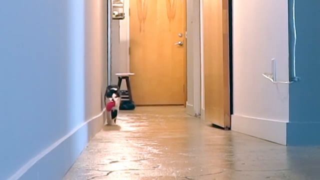 Что делать если кошка ночью не дает спать смотреть онлайн