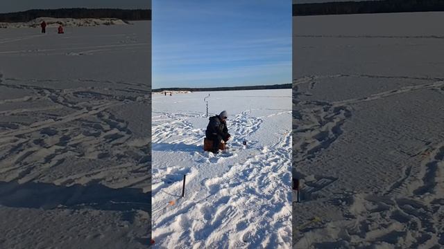 1й этап Чемпионата Беларуси по ловле рыбы на мормышку со льда 2024г✌️(стрим) смотреть онлайн