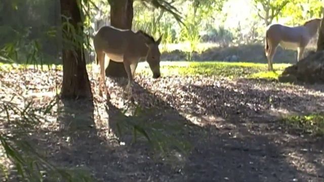 Metro Zoo смотреть онлайн