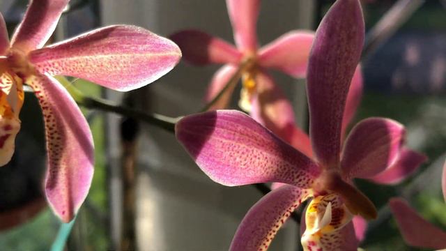 Oрхидейные зарисовки 2. Нежность на на подоконнике смотреть онлайн