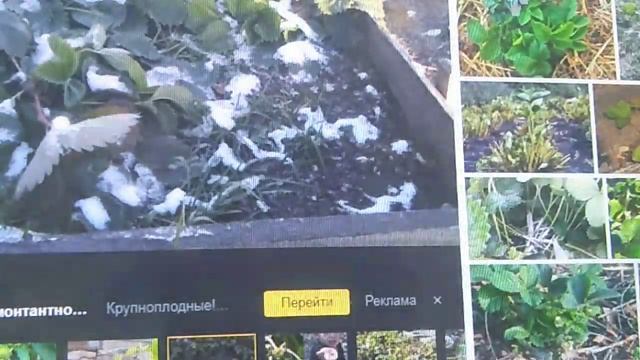 Когда начинать зачистки в клубничнике ??? // Ягодная Империя Анастасии смотреть онлайн