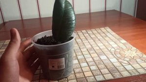 Размножение Каучуковый фикус из одного листа. Фикус эластичный.Часть 2