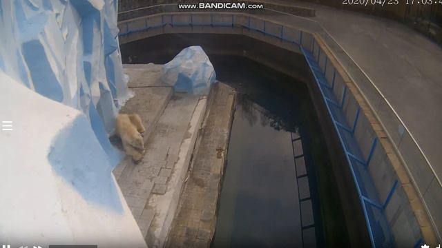 Кай облизал лапки после ужина и лёг спать 23.04.2020 смотреть онлайн