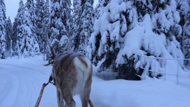 Reindeer ride in Ruka Kuusamo Finland смотреть онлайн