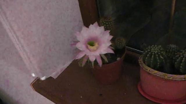 Цветущий кактус смотреть онлайн