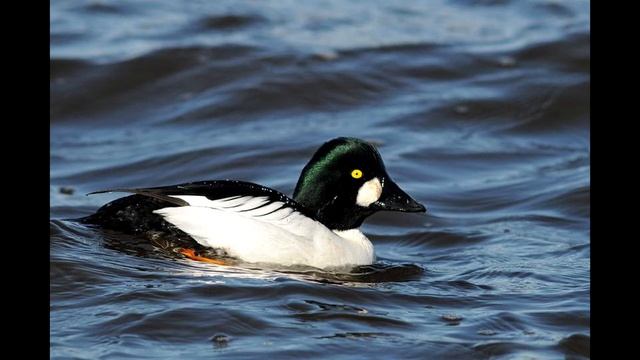 Пение гоголя обыкновенного смотреть онлайн