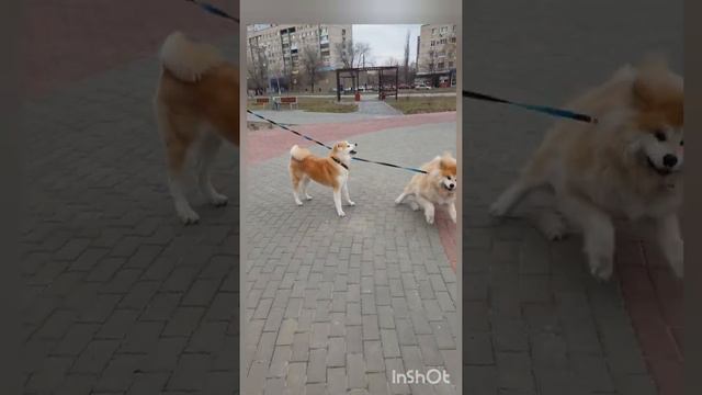 У вас бывают дни НЕПОСЛУШАНИЯ? ПРОВЕРОК!!! 👌😉 смотреть онлайн