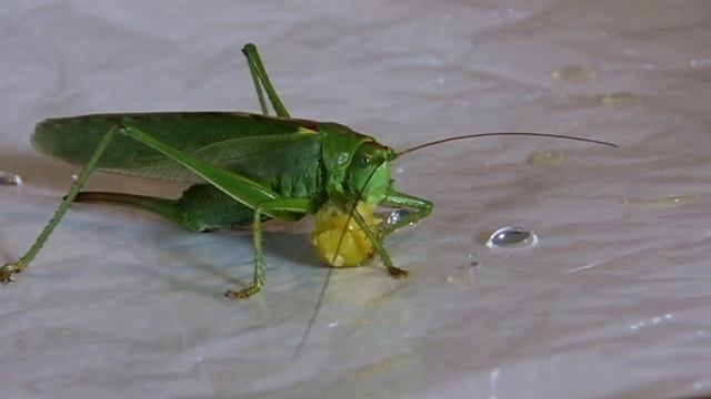 Макро видео Инопланетянин | Macro video ET с Fujifilm HS 50 EXR смотреть онлайн