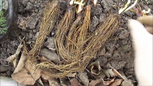 ВЫСАДИЛА САЖЕНЦЫ, ПОЛУЧЕННЫЕ ПО ПОЧТЕ. смотреть онлайн