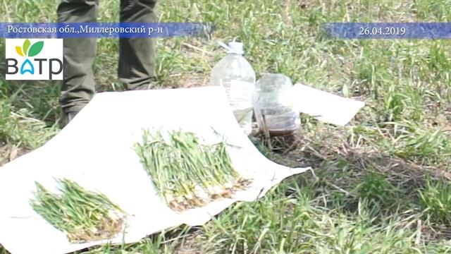 Результаты применения препаратов АГРОВИН Mn-Cu-Zn и ВИГОР ФОРТЕ на озимой пшенице смотреть онлайн