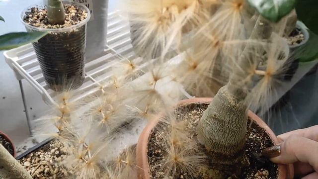 Семена АДЕНИУМА ручного опыления #адениум #adenium смотреть онлайн