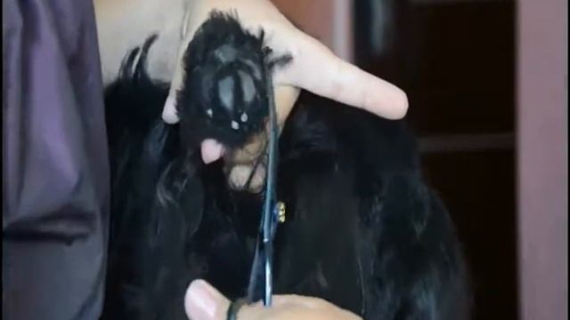 Стрижка скотч терьера часть 2 . Лапы и юбка. смотреть онлайн