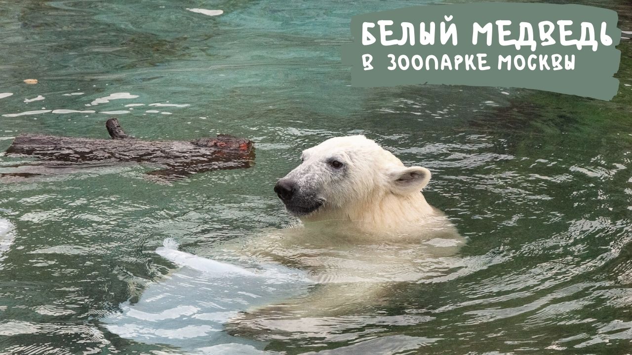 Белый медведь в Московском зоопарке смотреть онлайн