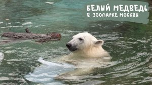 Белый медведь в Московском зоопарке
