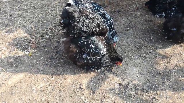 Кохинхин мрамор, палевый,золото смотреть онлайн