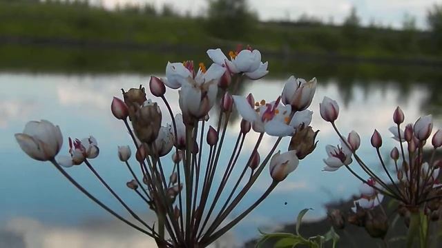 Речные цветы смотреть онлайн
