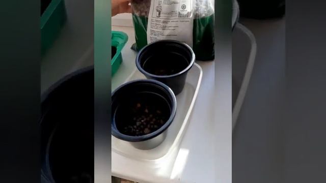 Как вырастить кумкват из семечки смотреть онлайн