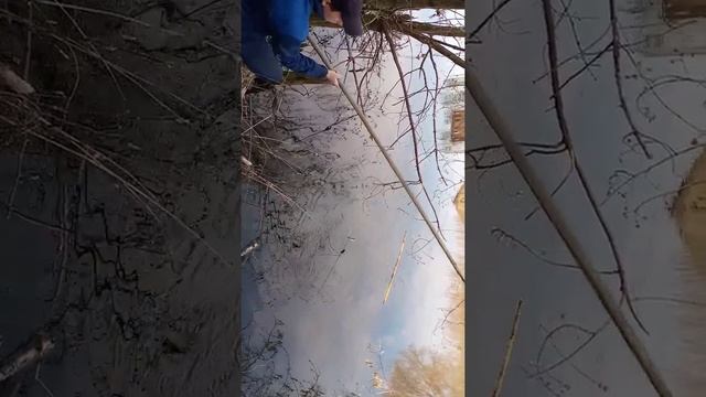 Улов рыбы,окуня,сароги.На реке Уводи,Иваново.Снасти флажки,экраны.Поймали на новый телевизор на 20 смотреть онлайн