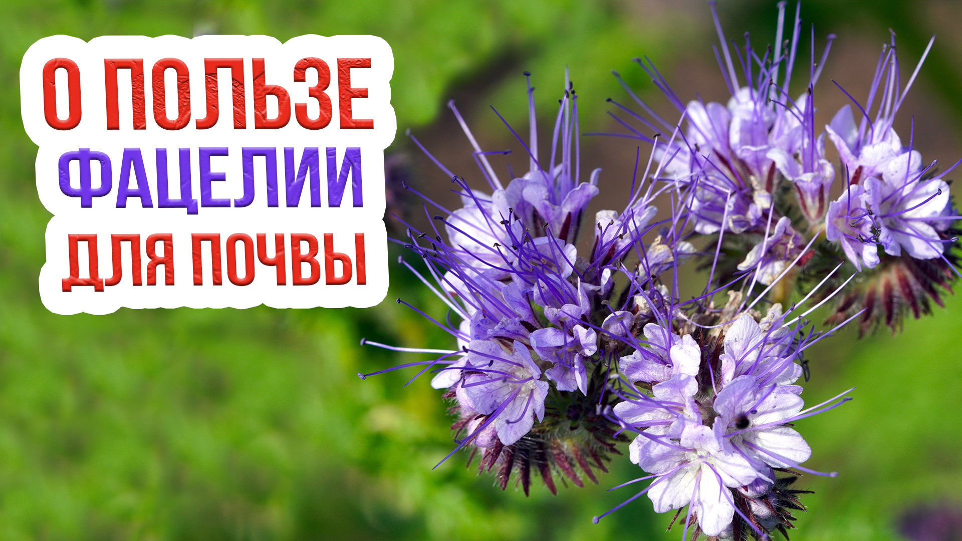 Фацелия в качестве сидерата: особенности, преимущества и сроки посева смотреть онлайн