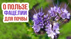 Фацелия в качестве сидерата: особенности, преимущества и сроки посева