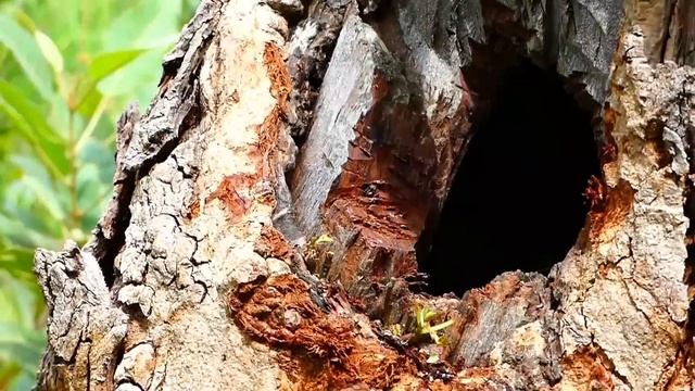Parrot care the eggs in the nest from Snake | A man pull the snake out of the parrot nest смотреть онлайн